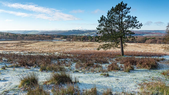 A view across Longshaw Estate covered in frost in winter. There are trees and fields in the foreground, looking towards woodland in the distance